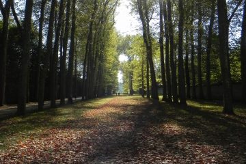 Laub und Bäume in Versailles