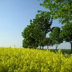 Unsere Stecknitz-Region: Rapsblüte im Lauenburgischen Rapsblüte im Lauenburgischen